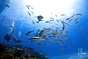This image was taken during a dive at El Dorado Reef - Ba... by Steven Anderson 